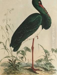 Stork, 'plate Lxxxvii', 'black Throated' Diver', Red Throated Diver, Young' by Prideaux John Selby