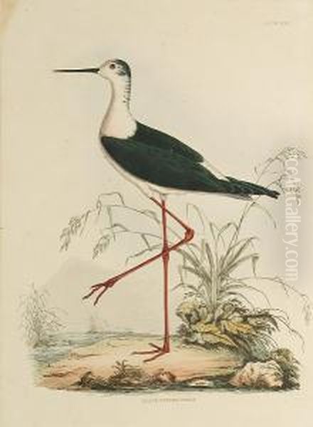 'black Winged Stilt', 
'kittiwake, Young And Adult', 'common Skua', 'teal, Male And Female', 
'cinereous Sherwater' - view 1
