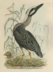 'cayenne Night-heron', 'white Stork', Red Throated Diver', 'night Heron, Young' by Prideaux John Selby