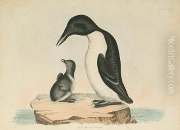 'razor Bill', 'foolish Guillemot' - view 1