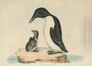 'razor Bill', 'foolish Guillemot' by Prideaux John Selby