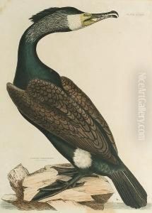 'common Cormorant', 'crested Cormorant'