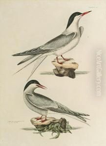 'common Tern And Arctic Tern', 'gull Billed Tern And 'sandwich Tern' by Prideaux John Selby