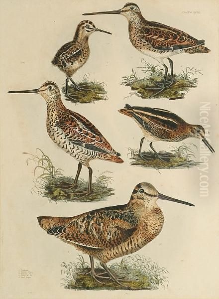 'woodcock, Solitary Snipe, 
Common Snipe, Young Od Do, Jack Snipe', 'common Redshank, Winter 
Plumage, Green Sandpiper, Wood Sandpiper', 'dunlin Winter Plumage, 
Dunlin Summer Plumage, Dunlin Young, Pigmy Curlew Summer Plummage, Pigmy
 Curlew Winter P - view 1