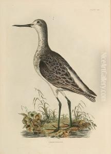 'greenshank', 'red Necked Gribe Male'
