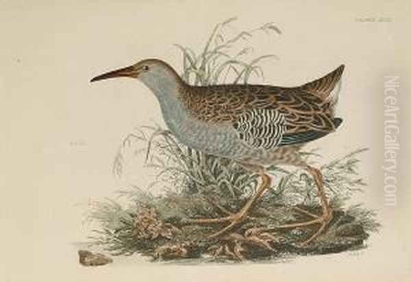 'common Gallinule', 'rail' - view 1