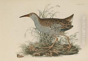 'common Gallinule', 'rail'