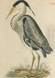 'common Heron', Night Heron' by Prideaux John Selby