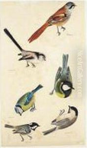 An Original Watercolour, Engraved For Illustrations Of British Ornithology