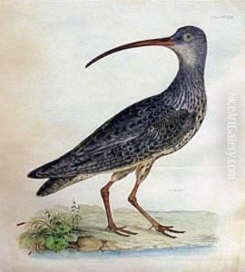 Curlew; Glossy Ibis, Young Curlew; Glossy Ibis, Young