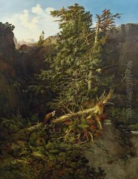 Waldansicht Mit Zwei Geiern - view 1