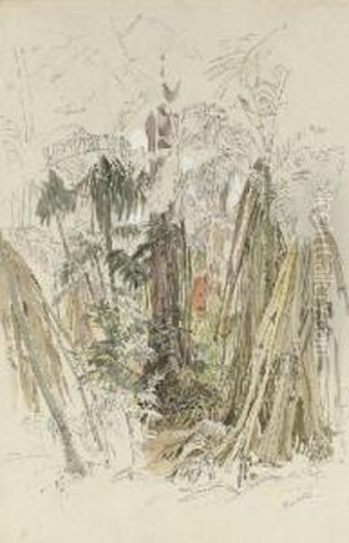 Study Of Tropical Rainforest - view 1