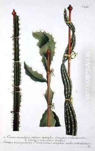 Cereus scandens minor Cereus scandens medeus and triangularis Peruvianus