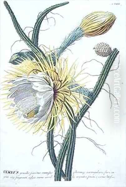 Cereus - view 1