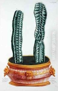 Cereus quadrangularis and Cereus quinque angularis by Georg Dionysius Ehret