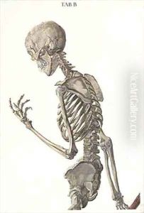 Bones of the skeleton from Tabulae Osteologicae by Eisenberger, Nikolaus Friedrich