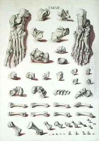 Bones of the foot from Tabulae Osteologicae - view 1