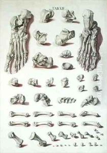 Bones of the foot from Tabulae Osteologicae