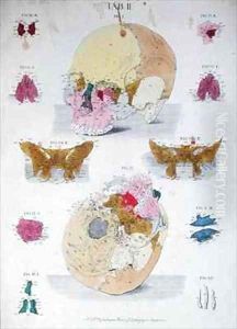 Bones of the skull from Tabulae Osteologicae by Eisenberger, Nikolaus Friedrich