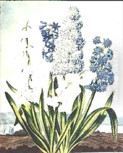 Hyacinths Hyacinths