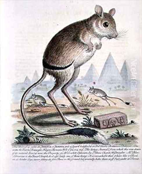 Aljerbua or Jerboa - view 1