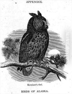 Kennicotts Owl by Elliot, H. W.