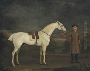 A Saddled Grey Thoroughbred Held By A Groom, In A Wooded Landscape