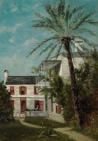 Palm In St. Augustine, Florida - view 1