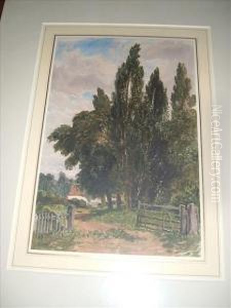 View Oftrees By A Farm Lane - view 1
