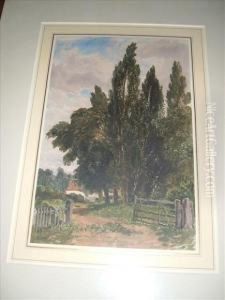 View Oftrees By A Farm Lane
