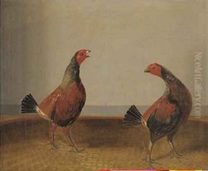 Trimmed and spurred fighting cocks by Stephen Elmer