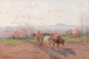 Scene De Labours En Kabylie