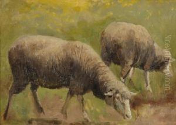 Etude De Moutons - view 1