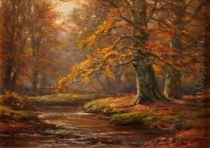 Woodland Glade