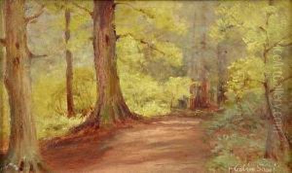 Scenes In The New Forest Both - view 1