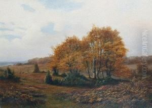 Boldrewood, New Forest