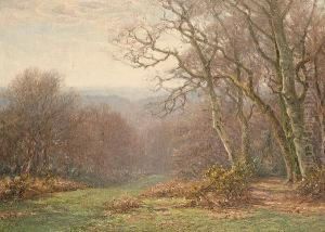 A Woodland Lane A Woodland Lane