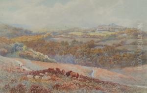 Cattle On Dartmoor