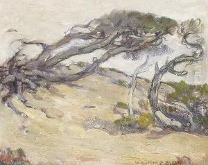 Windblown Cypress - 17 Mile Drive