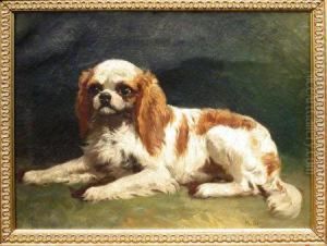 Cavalier King Charles Spaniel