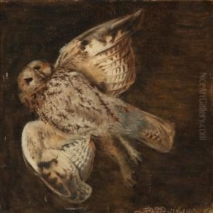 An Owl