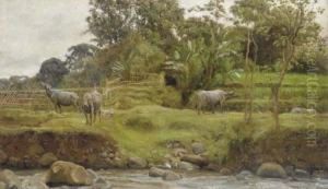 Cattle By Terraced Paddy Fields, Java