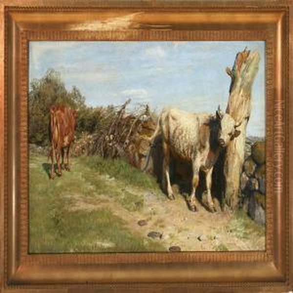 Untethered Cattle - view 1