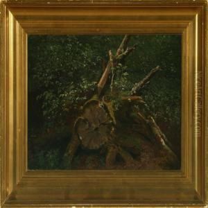 Forest Scenery With Stump