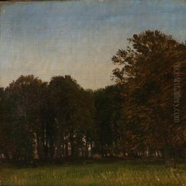 Begyndende Aftenskumring I Dyrehaven - view 1