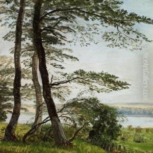 Tall And Slim Beech Trees On The Fringes Of The Forest