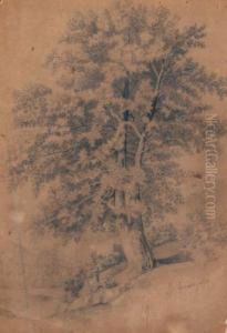 Studio D'albero
