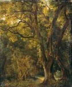 Scorcio Di Bosco