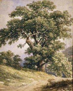 Scorcio Di Bosco Con Albero
