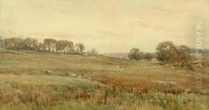 Sheep In An Open Landscape Sheep In An Open Landscape